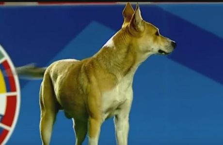 Σκύλος διέκοψε το... Europa League της Λατινικής Αμερικής