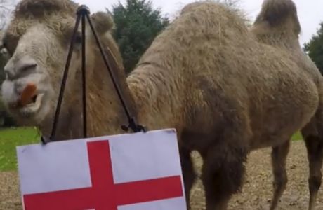 Μουντιάλ 2022: Μετά το χταπόδι, καμήλα κάνει προβλέψεις 