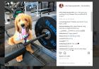 Ο Γιάννης κατεβάζει ρολά στα social media, το σκυλί του όμως;
