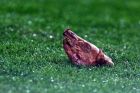 A pigs head is seen on the pitch after it was thrown at Real Madrid's Portugues player Luis Figo during a Spanish league match against Barcelona in Barcelona, Spain Saturday Nov. 23, 2002. Figo, a former Barcelona player was subjected to continious abuse from Barcelona fans and the match was halted for 13 minutes after objects were hurled at him from the stands. (AP Photo/Courtesy of AS Newspaper)  **  SPAIN OUT  **