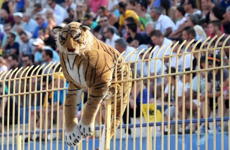Ένας τίγρης στην εξέδρα της ΑΕΚ (photo)