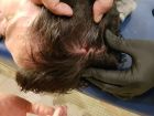 PHOTOS: Τα αίματα στο κεφάλι του Ίβιτς