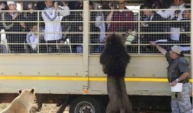 Οι Γερμανοί δεν φοβούνται τα λιοντάρια