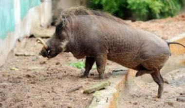 Αναβλήθηκε αγώνας ποδοσφαίρου λόγω επιδρομής αγριόχοιρων!