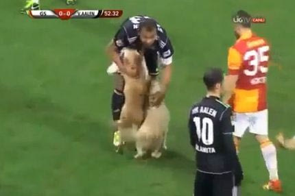 Εισβολή σκύλων στο γήπεδο