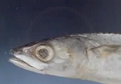 Τα έκανε Λούτσο