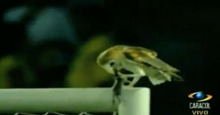 Κουκουβάγια τρώει ποντίκι πάνω στο τέρμα