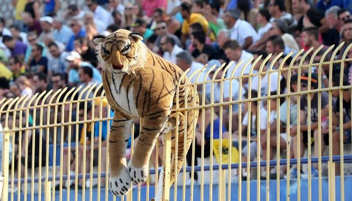 Ένας τίγρης στην εξέδρα της ΑΕΚ (photo)