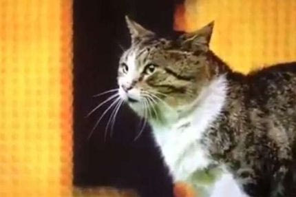 Ο 12ος παίκτης της Λίβερπουλ ήταν… γάτα