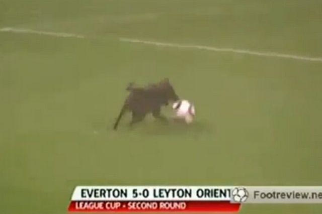 Σκόραρε και ο σκύλος