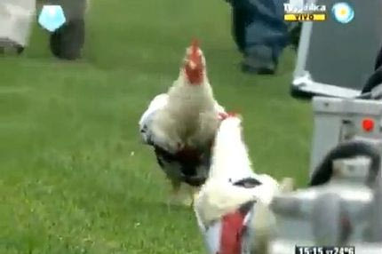 Κότες με φανέλες της Ρίβερ Πλέιτ