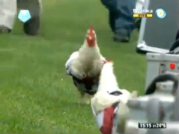 Κότες με φανέλες της Ρίβερ Πλέιτ