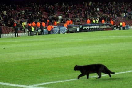 Μαύρη γάτα στο Καμπ Νου