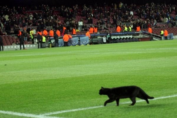 Μαύρη γάτα στο Καμπ Νου