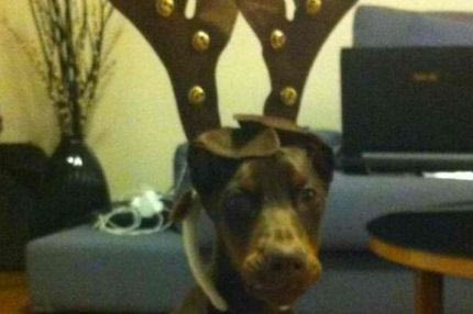 Ο σκύλος-τάρανδος του Μπαρμπαρούση