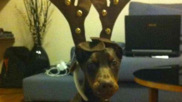 Ο σκύλος-τάρανδος του Μπαρμπαρούση