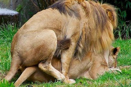 Animal Planet