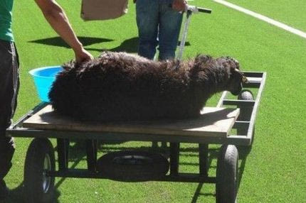 Συλλήψεις στη Σαχτιόρ ζήτησε η Φιλοζωική!