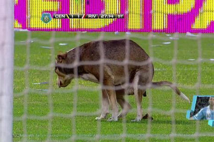 Σκύλος τα… έκανε στον αγωνιστικό χώρο