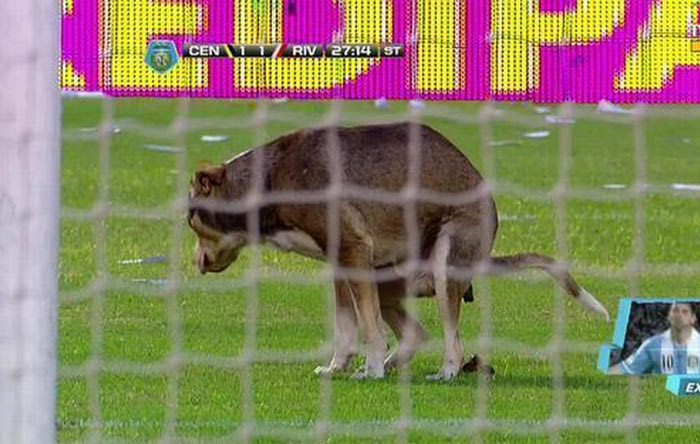 Σκύλος τα… έκανε στον αγωνιστικό χώρο