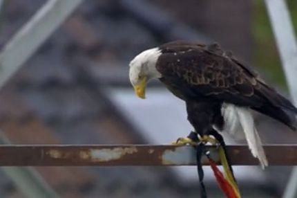 Την… έκανε ο αετός