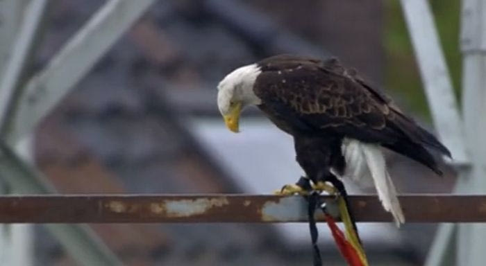 Την… έκανε ο αετός