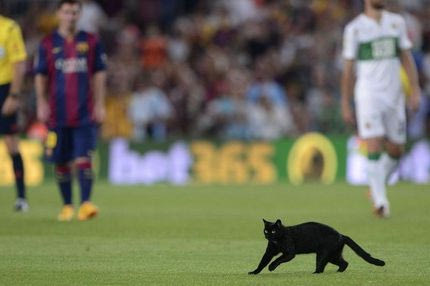 Μαύρη γάτα εισέβαλε στο “Καμπ Νου” (VIDEO)