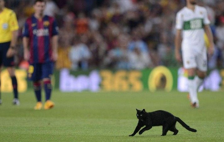 Μαύρη γάτα εισέβαλε στο “Καμπ Νου” (VIDEO)