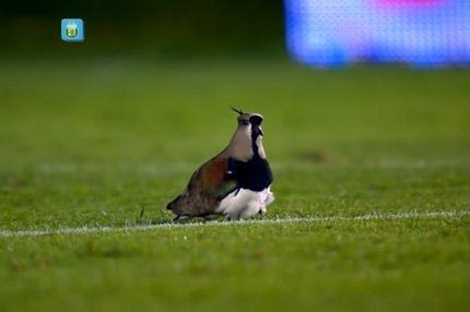 Πτηνά “εγκαθίστανται” στη μεγάλη περιοχή (VIDEO)