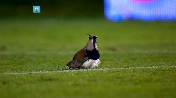 Πτηνά “εγκαθίστανται” στη μεγάλη περιοχή (VIDEO)