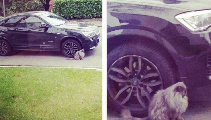 Καθυστέρησε στην προπόνηση λόγω… γάτας! (PHOTO)