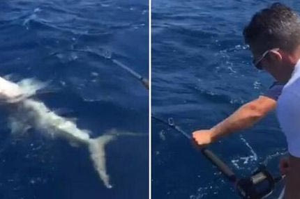 Ψάρεψε… καρχαρία ο Φαν Πέρσι!