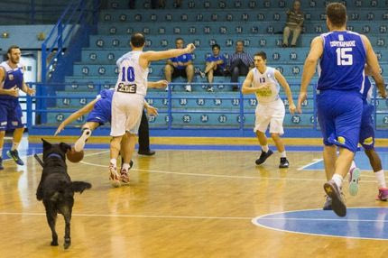 Σκύλος στο παρκέ του Ιβανωφείου!
