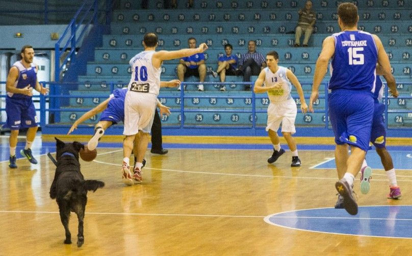 Σκύλος στο παρκέ του Ιβανωφείου!