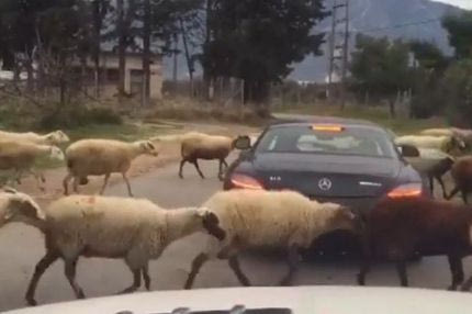 “Μπλόκο” από… πρόβατα σε Εσιέν και Πέτριτς!