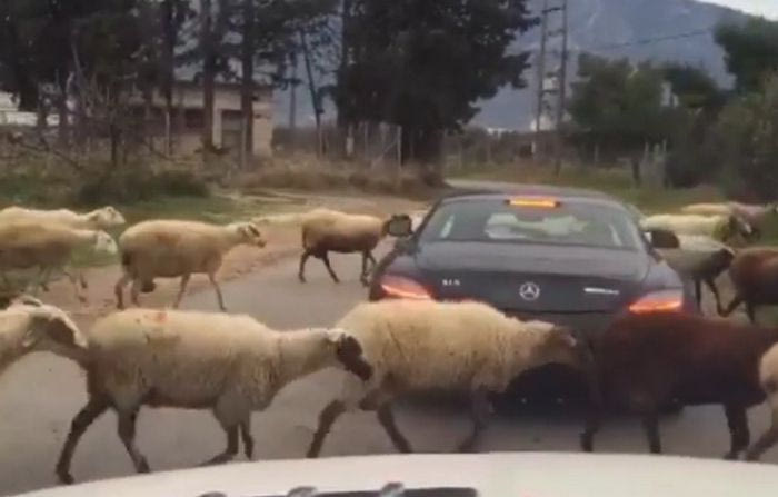 “Μπλόκο” από… πρόβατα σε Εσιέν και Πέτριτς!