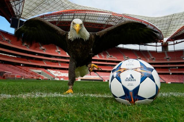 “Πέταξε” ο αετός