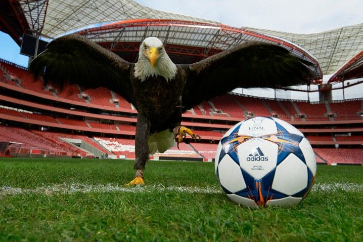 “Πέταξε” ο αετός