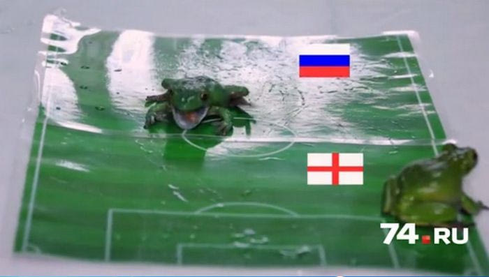 Τα… βατράχια προβλέπουν τον νικητή στο Αγγλία – Ρωσία