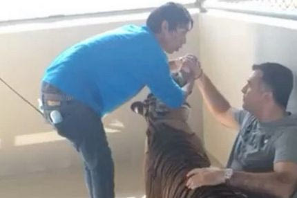 Ο… γενναίος Αναστασίου σε κλουβί με τίγρη!