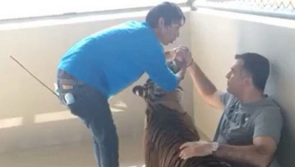 Ο… γενναίος Αναστασίου σε κλουβί με τίγρη!