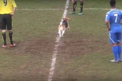 Σκύλος-εισβολέας έδωσε “σόου” σε ποδοσφαιρικό γήπεδο!