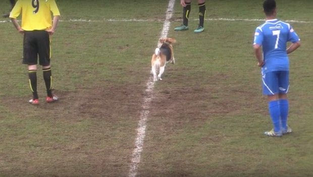 Σκύλος-εισβολέας έδωσε “σόου” σε ποδοσφαιρικό γήπεδο!