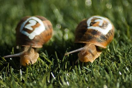 Αγώνες δρόμου σαλιγκαριών: Το σπορ που τερματίζει τη λογική