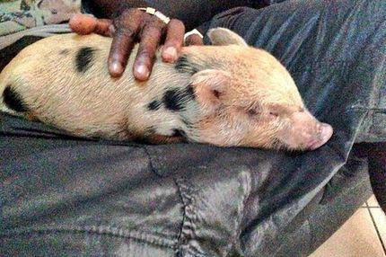 Το γουρουνάκι του Μπαλοτέλι