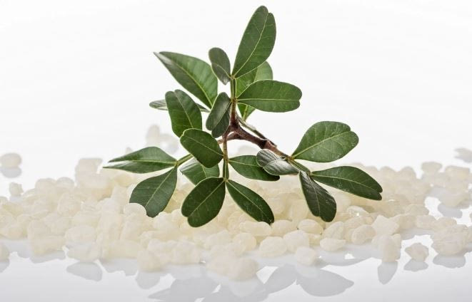 Μαστίχα Χίου: Η φυσική λύση για την ολοκληρωμένη φροντίδα του πεπτικού συστήματος και της στοματικής υγείας