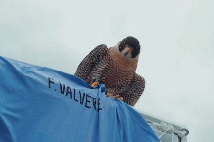 Μυθικό! Το συγκλονιστικό βίντεο της Ουρουγουάης με τις κλήσεις στο Παγκόσμιο Κύπελλο