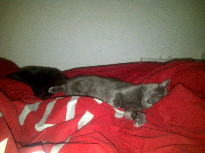 Η αδυναμία του Νικολά Μπατούμ στη γάτα του!